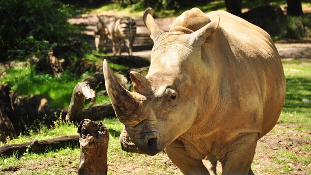 Up Close with Rhinos at Disney’s Animal Kingdom
