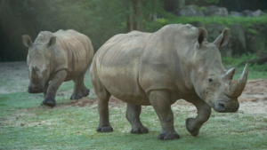 Rhinos in Disney's Animal Kingdom