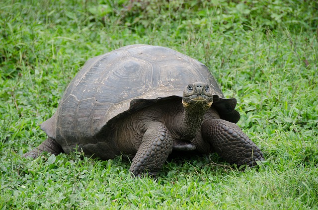 tortoise